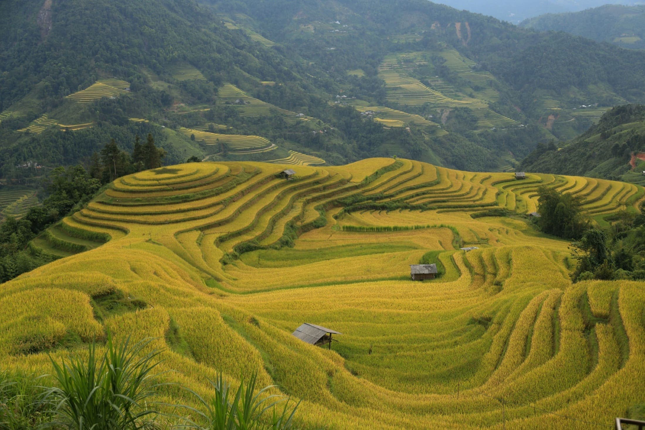 Rice Terraces — Ha Giang motorbike tour